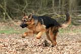 BERGER ALLEMAND 1056